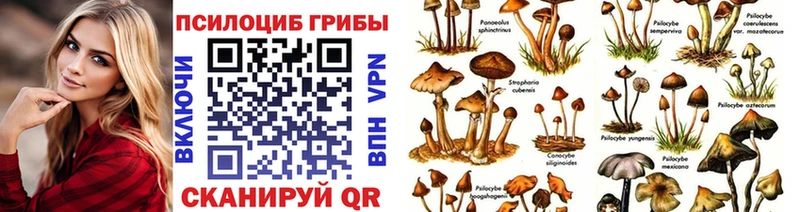 купить закладку Куртамыш MEGA как зайти Галлюциногенные грибы Psilocybine cubensis